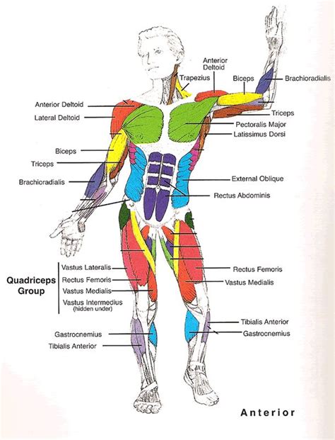 Muscles Diagrams: Diagram of muscles and anatomy charts | Muscle ...