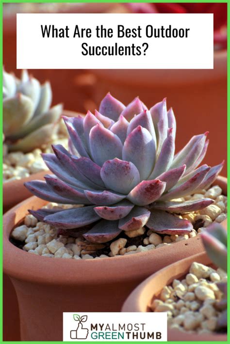 The Best Succulents for Outdoors - My Almost Green Thumb