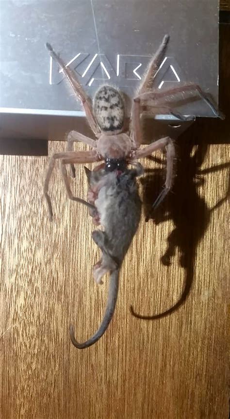 Meet the Huntsman spider that took down a possum - Minibeast Wildlife