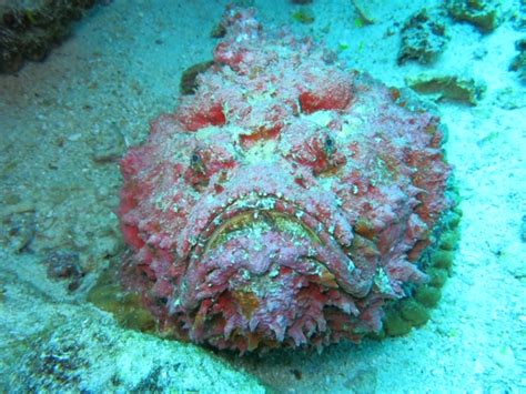 The Oceans Most Venomous Fish - Reef Stonefish | Siladen Resort & Spa in Bunaken, North Sulawesi ...