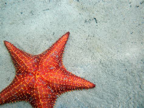 Starfish Beach by wallflour on DeviantArt