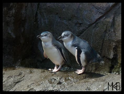 New Zealand - Penguins - Traveling Rockhopper