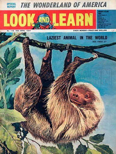 The Laziest Animal in the World – the Sloth stock image | Look and Learn