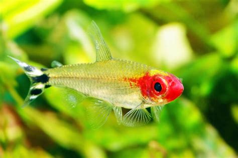 10 Most Colorful Types of Tetras to Intrigue Aquarists