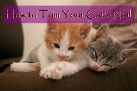 How to trim your Cat’s Nail - Tail and Fur