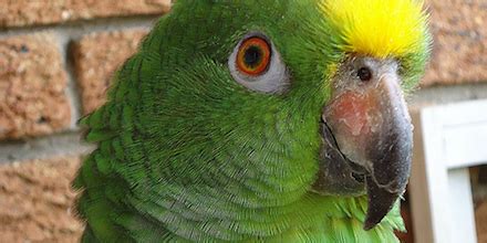 Parrots as Pets: What You Need to Know Before You Get One