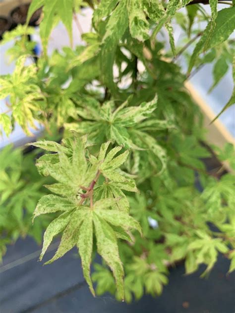 Acer Palmatum 'ukigumo' ukigumo Japanese Maple - Etsy