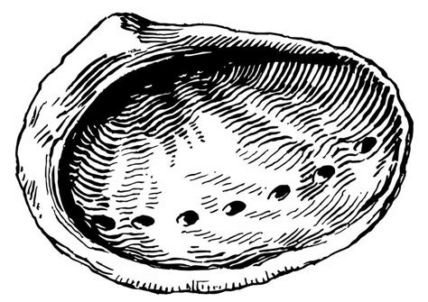 Coloring Page shell - abalone - Free printables - Img 19632