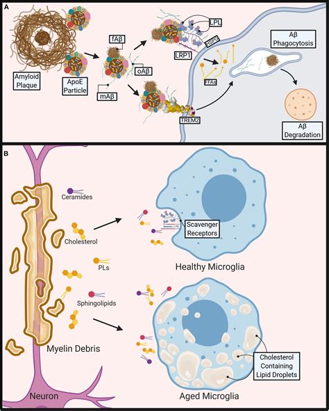 Frontiers | Lipid and Lipoprotein Metabolism in Microglia