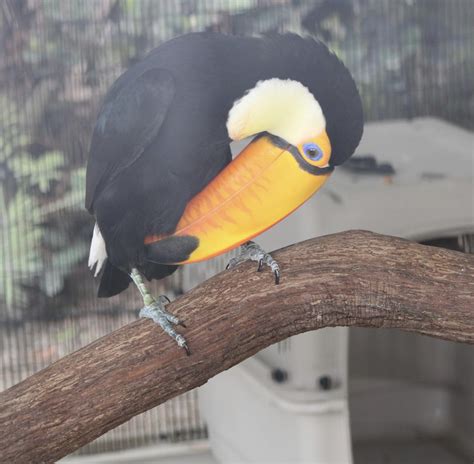 Toco Toucan for sale | Buy Baby Toco Toucan Online - Home Breed Birds