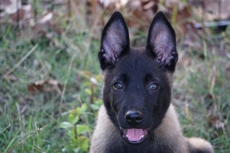 Belgian Shepherd Dog (Malinois) Puppies For Sale | Noble, OK #248125