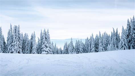 snow, winter, trees, winter landscape, snowy, 4k HD Wallpaper