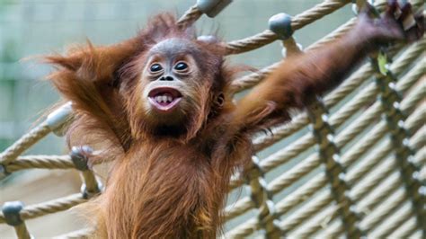 Orangutan Enrichment - a crowdfunding project in by forest-people