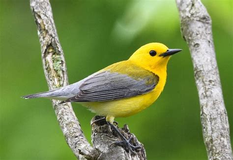 25 Small Yellow Birds You Should Know - Birds and Blooms