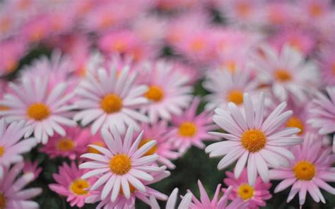 Pink Daisies Mac Wallpaper Download | AllMacWallpaper