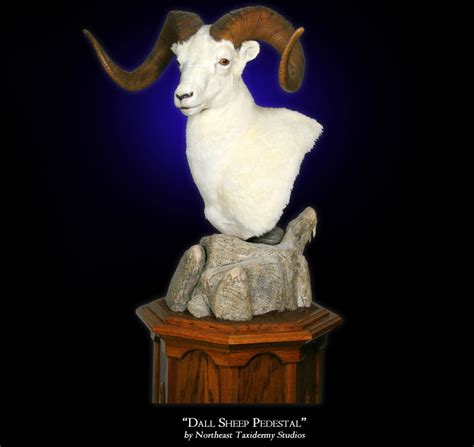 Dall Sheep Pedestal Mount, Mounted Dall Sheep Pedestal Taxidermy