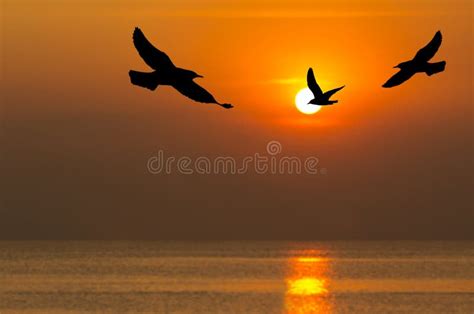 Silhouette Of Birds Flying In Sunset Time Stock Photo - Image of seabird, water: 22456732