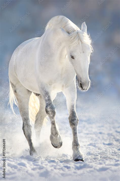 Beautiful white horse run in snow field Stock Photo | Adobe Stock