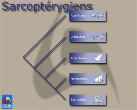 Definition > Sarcopterygii - Sarcopterygii