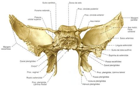 Esfenóide - Vista Posterior | Anatomy bones, Skull anatomy, Medical anatomy