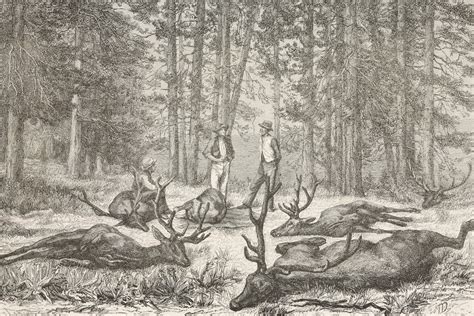 The Tragedy of the Eastern Elk's Extinction in Colonial America