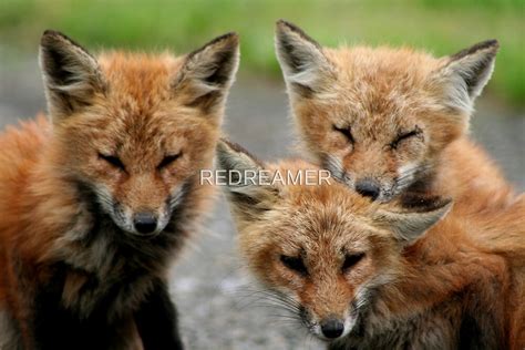 "REDREAMING RED FOX FAMILY" by REDREAMER | Redbubble