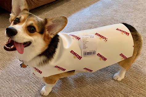 This Local Corgi Has The Best Halloween Costume Ever