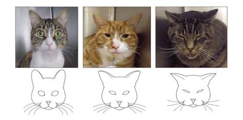 Cat facial expressions are affected by breed: Why there are implications for cat welfare – AVSAB