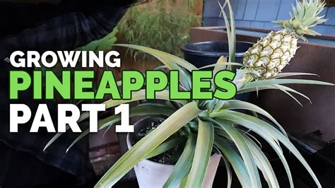 How To Grow Pineapple Part 1: Care And Propagation