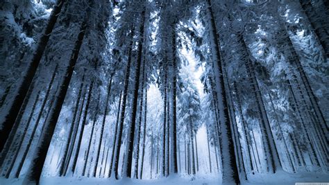 Dark Winter Forest Background Hd - Enjoy and share your favorite beautiful hd wallpapers and ...