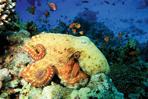 Octopus | Description, Behavior, Species, Photos, & Facts | Britannica