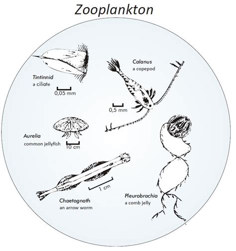 Zooplankton Drawing