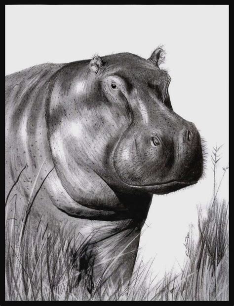 Old Hippo Drawing by AndyFairhurst on DeviantArt