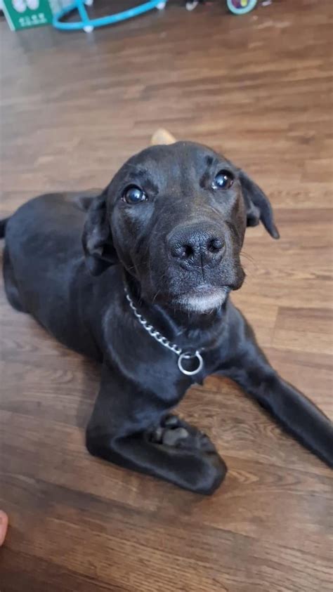 Another questionable “chocolate lab mix” : r/BanPitBulls