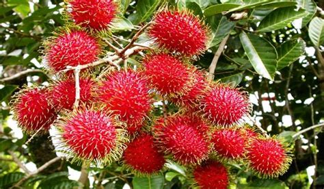 Rambutan