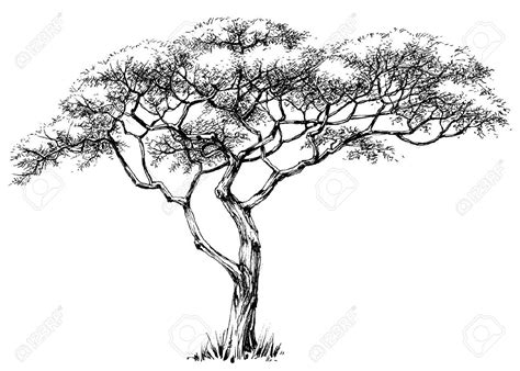 African Tree, Marula Tree Royalty Free Cliparts, Vectors, And Stock Illustration. Image 55852568 ...