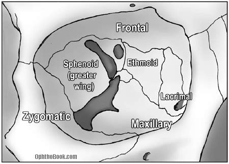 What bones form the orbital walls? - TimRoot.com