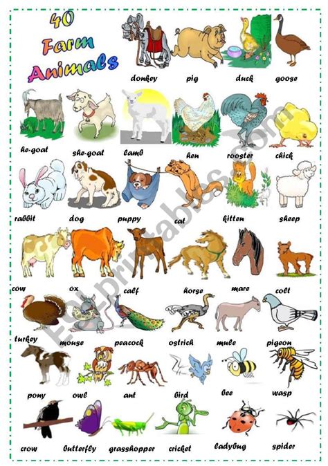 Find 40 Farm Animals - ESL worksheet by vanda51