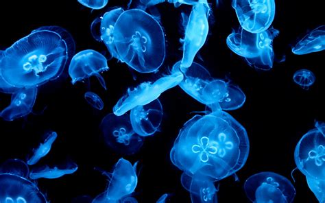 Download Animal Jellyfish HD Wallpaper