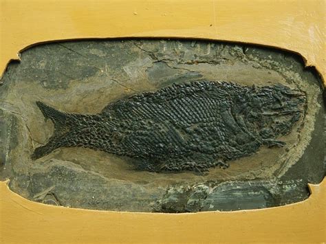 Triassic-era fish is among the thousands of fossils uncovered in the ...