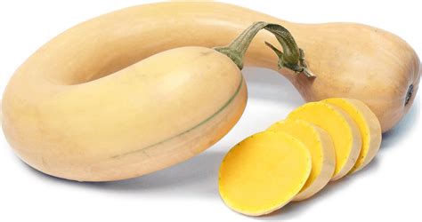 Crookneck squash - Alchetron, The Free Social Encyclopedia