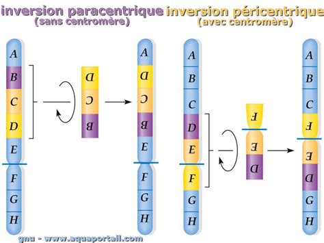 Inversion Meaning