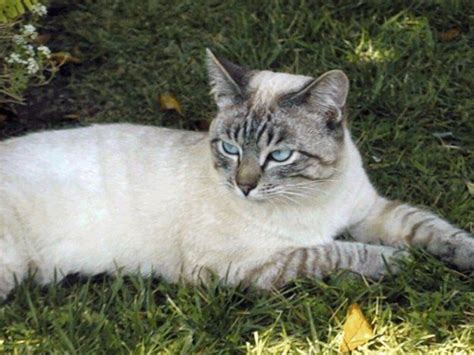 Blue Lynx Point Siamese Cat