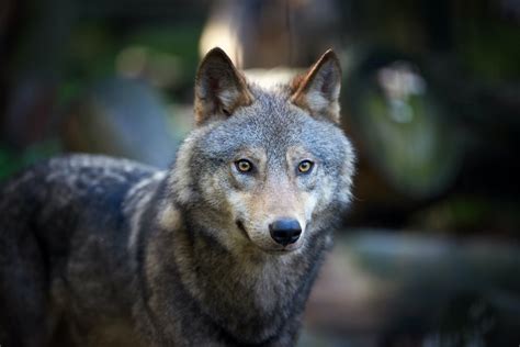 Are Wolf Dogs Legal In California?