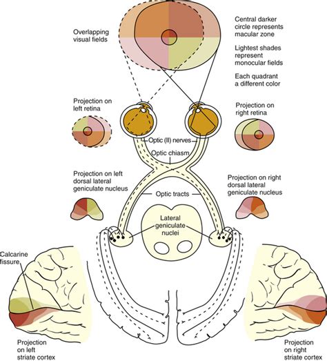 What And Where Pathways Diagram