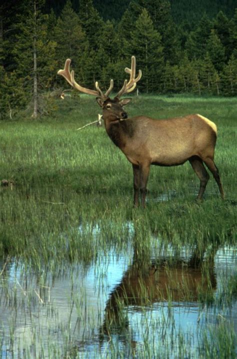 Free picture: elk, male, antlers