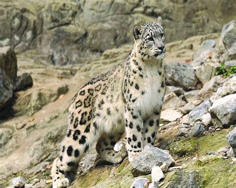 India vows to save Himalayan abode of snow leopards