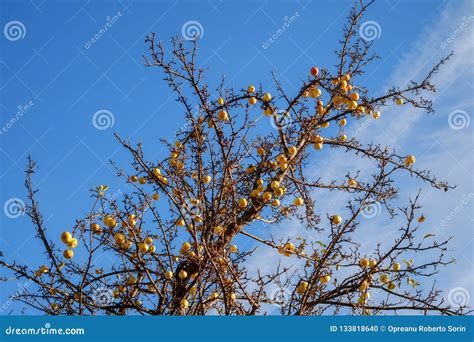 The golden apple tree stock photo. Image of autumn, golden - 133818640