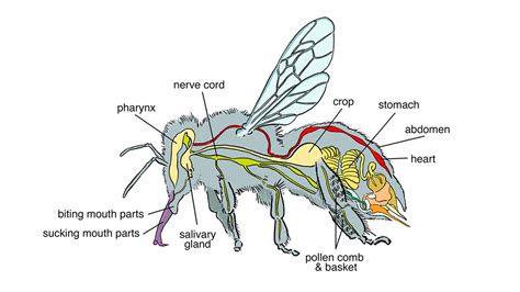 Parts Of A BEE: Useful Bee Anatomy With Pictures • 7ESL, 58% OFF