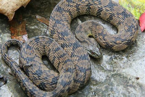 Snakes With Diamond Pattern | Chumado